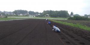 アズキを播種している画像