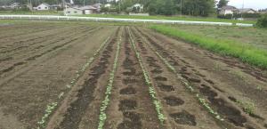 出芽したアズキの画像