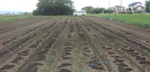 出芽したダイズの画像