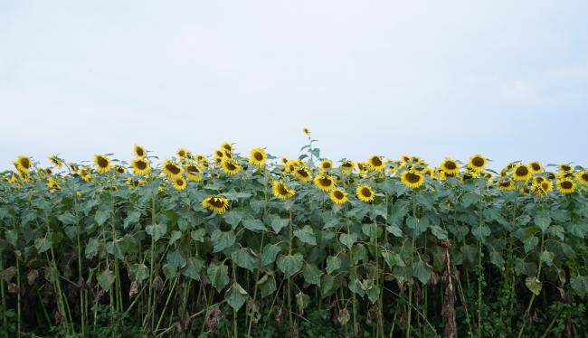遠藤ファームのひまわり畑の写真