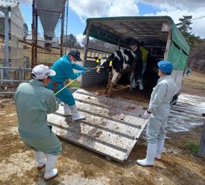 家畜運搬車から牛を下ろしている様子の写真です