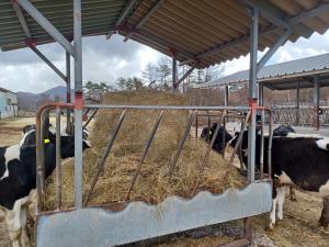 牧草に群がる牛の写真です