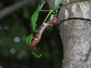 アケビコノハ幼虫２