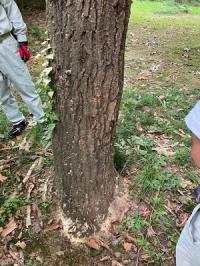 被害木のフラス状況