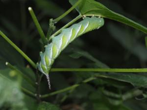 ソモフリスズメの幼虫