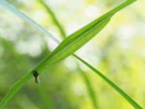 クロコノマチョウの幼虫