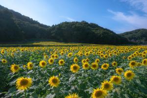 ひまわり花畑の画像