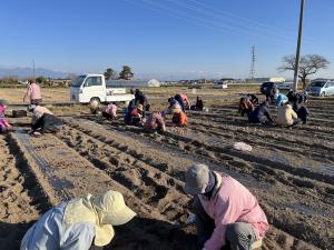 チューリップ球根植え画像