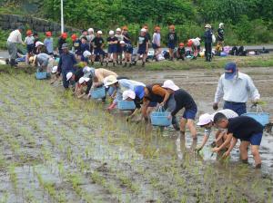 田植え体験の画像