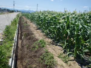 とうもろこしの画像