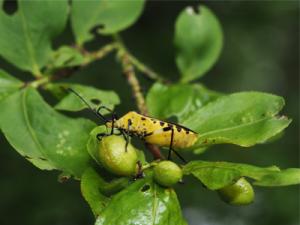 キバラヘリカマムシ