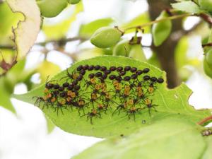 キバラヘリカマムシ幼虫