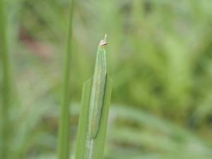 チャバネセセリの幼虫