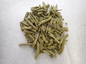 飼育開始直後のカイコ(1齢1日目)画像