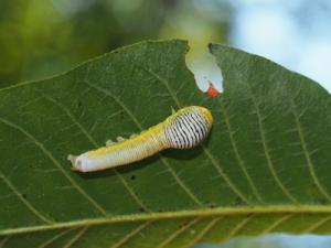 シロモンフサヤガ幼虫１