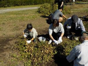 落花生掘り２