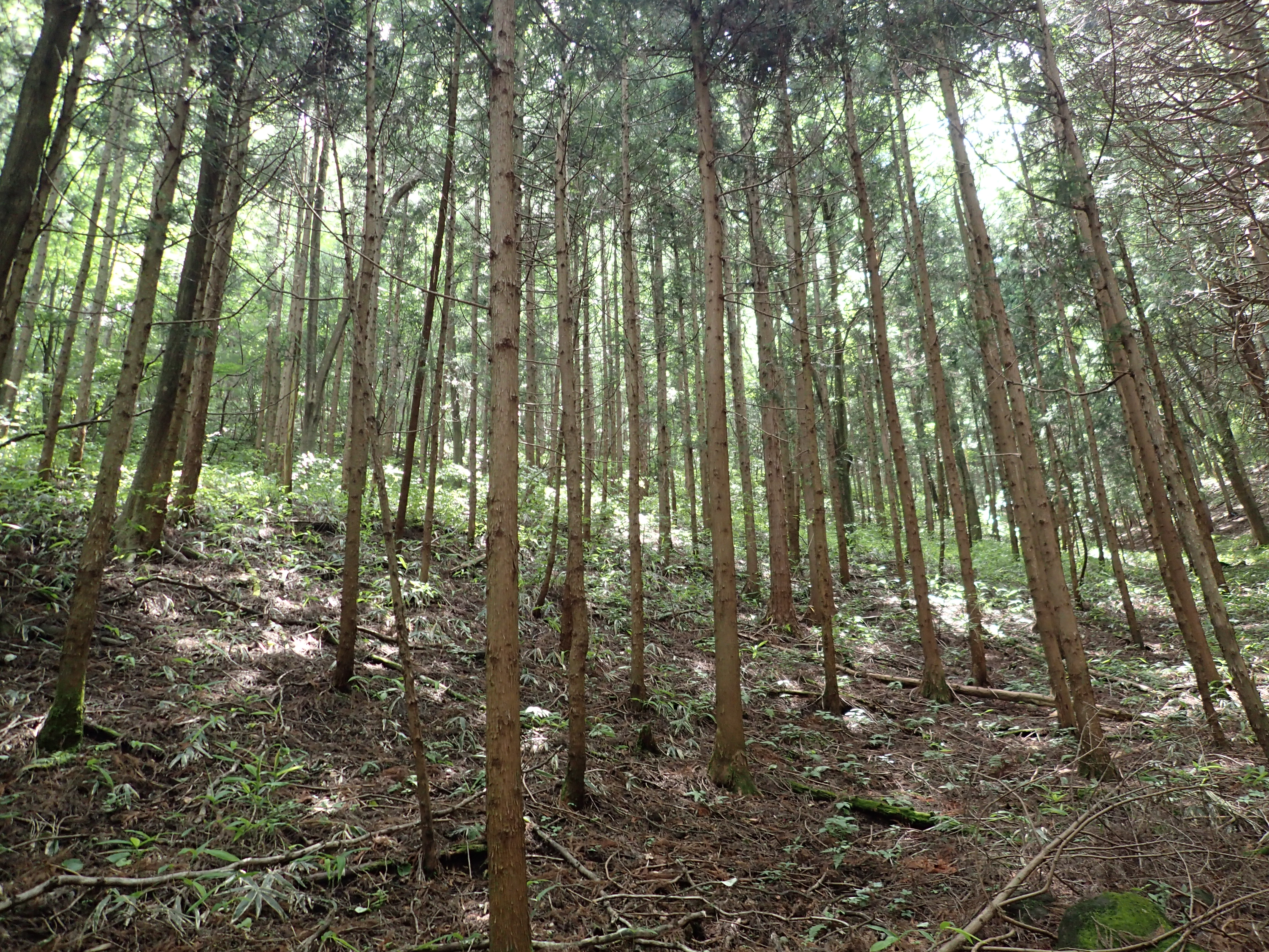 群馬県ガス協会　都市ガスの森　写真