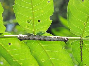 タカサゴツマキ幼虫