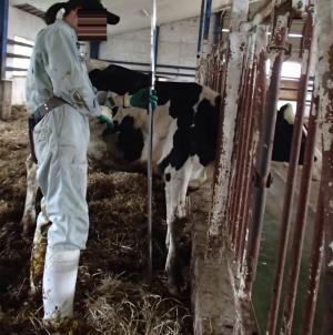 牛の体高を測っている写真