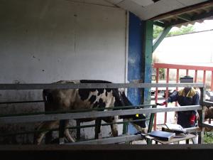 体重計に乗った牛を横から撮影した写真