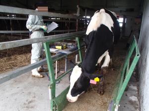 体重計に乗った牛の写真