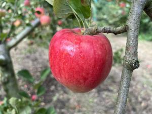 群馬県オリジナル品種「紅鶴」の写真