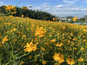キバナコスモスの写真