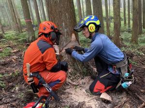 指導を受けながら伐倒をしている画像