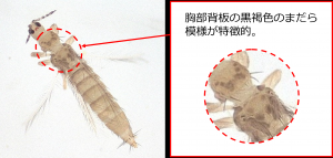 クロゲハナアザミウマの雌成虫（図1）の画像