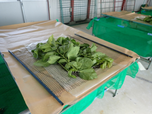 隔離飼育区画蚕室に搬入したカイコ(3齢3日目)への給桑画像