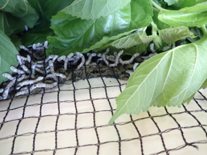 桑を食べ始めたカイコ画像