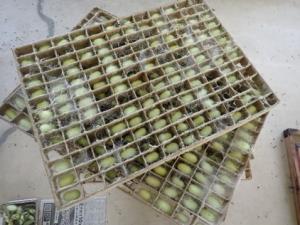 緑色蛍光タンパク質含有絹糸生産カイコの繭画像