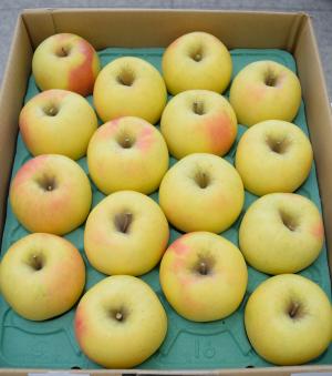 ぐんま名月の写真