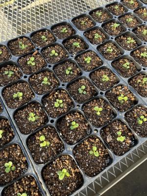 パンジーの画像