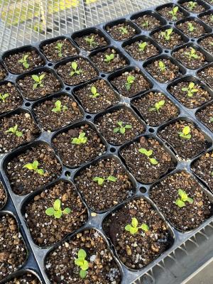 デージーの画像