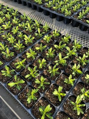 ナデシコの画像