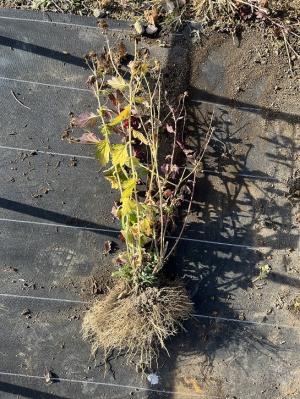 親株調整前の画像