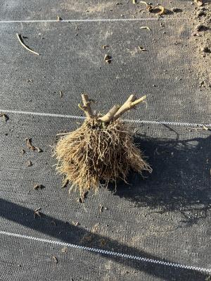 調整後の親株の画像