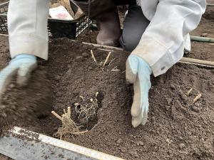 植え込みしている画像