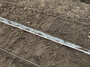 親株の定植後の画像