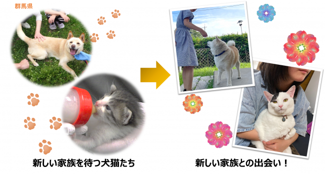犬猫の譲渡事業の画像