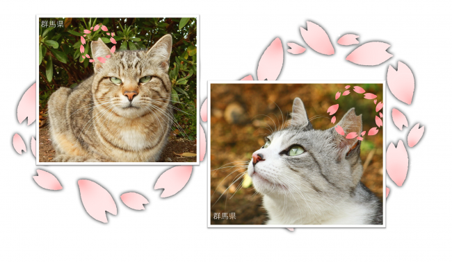 飼い主のいない猫画像