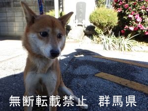 犬の写真1