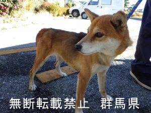 犬の写真2