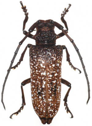 ツヤハダゴマダラカミキリ成虫の画像