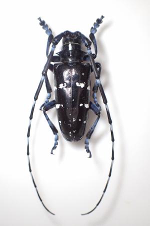 ツヤハダゴマダラカミキリ成虫の画像