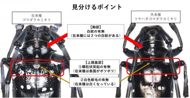 みわけかたの画像