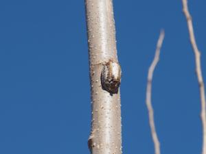ハラビロカマキリの卵のう