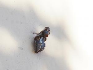 ジャコウアゲハの蛹