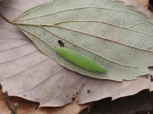 ヒカゲチョウ幼虫